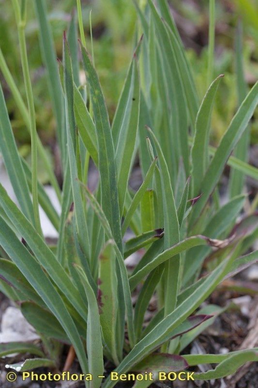 Hieracium bupleuroides habit