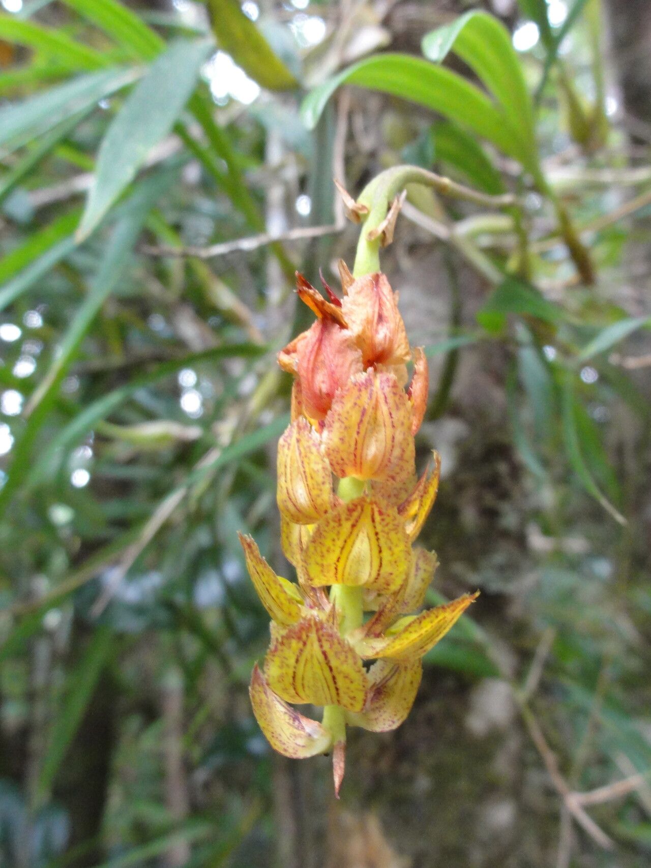 Bulbophyllum turkii — houseplant care guide