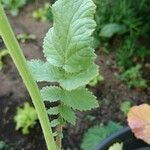 Raphanus raphanistrum