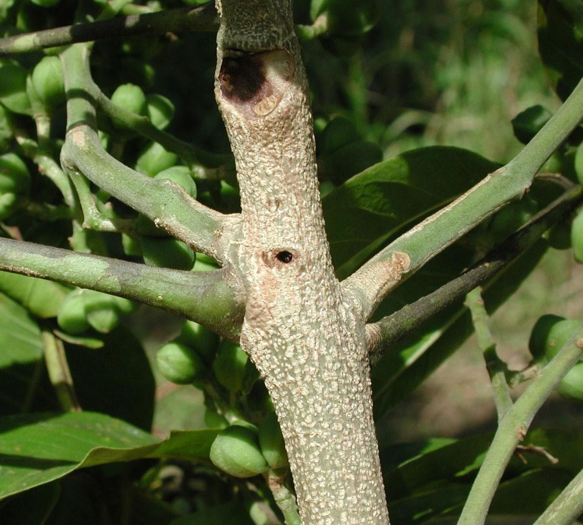 Zanthoxylum riedelianum bark
