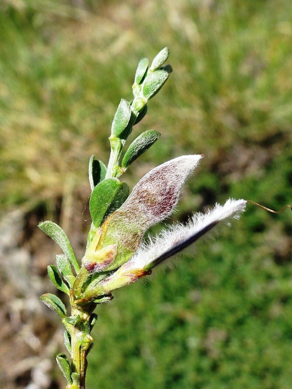 Genista pilosa fruit
