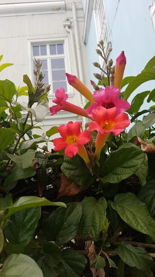 Amphilophium buccinatorium flower