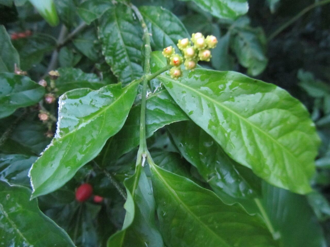 Bunchosia polystachia — search result for 'Bunchosia'