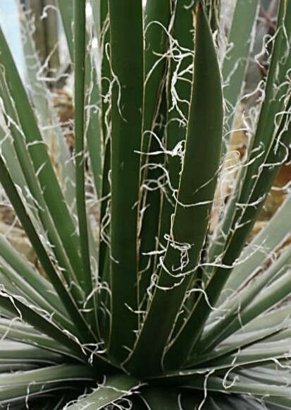 Agave multifilifera habit