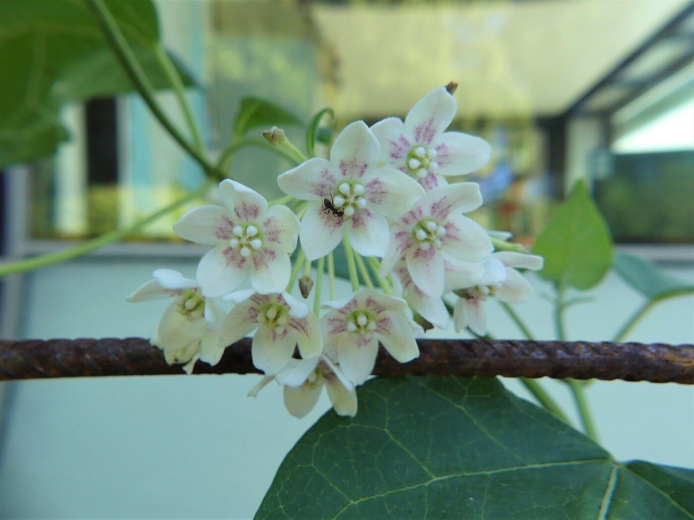 Dregea sinensis flower