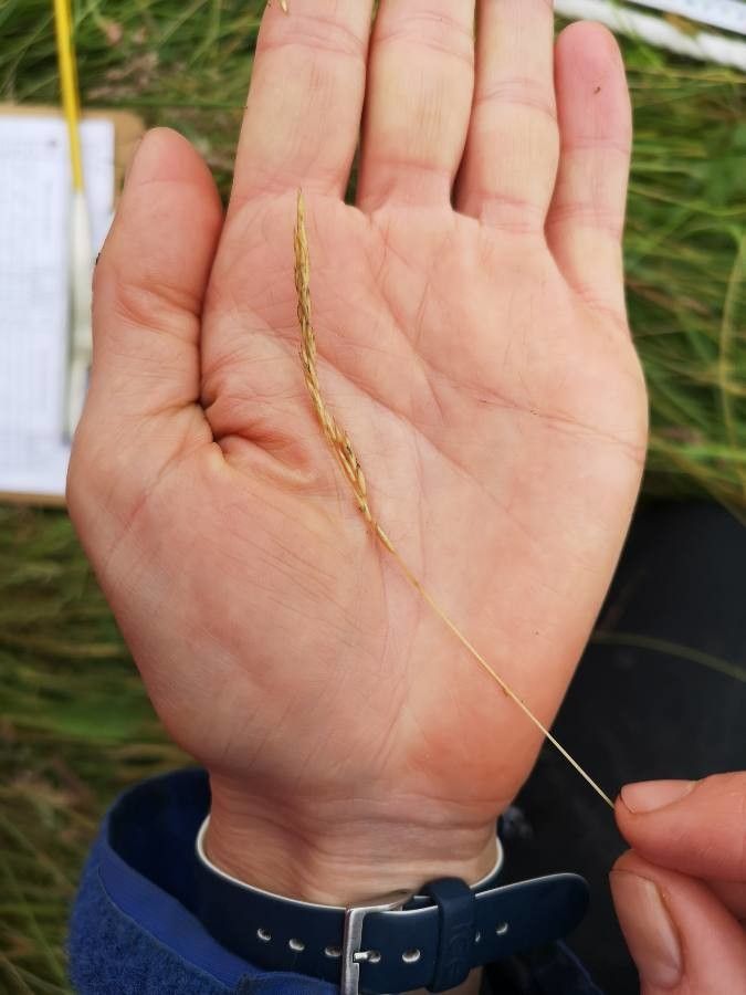 Elymus trachycaulus — search result for 'Southeastern Canada'