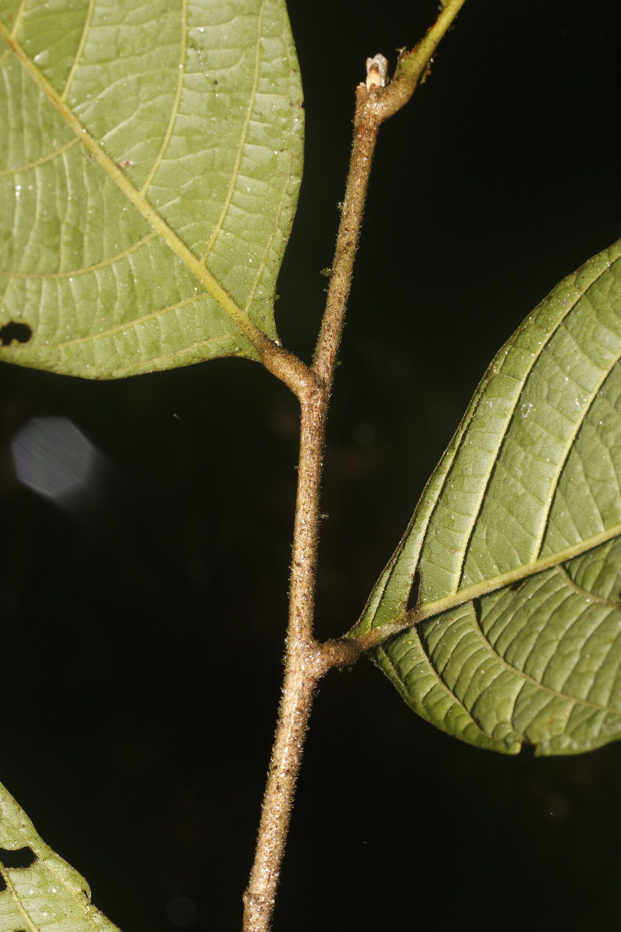 Licania costaricensis — houseplant care guide