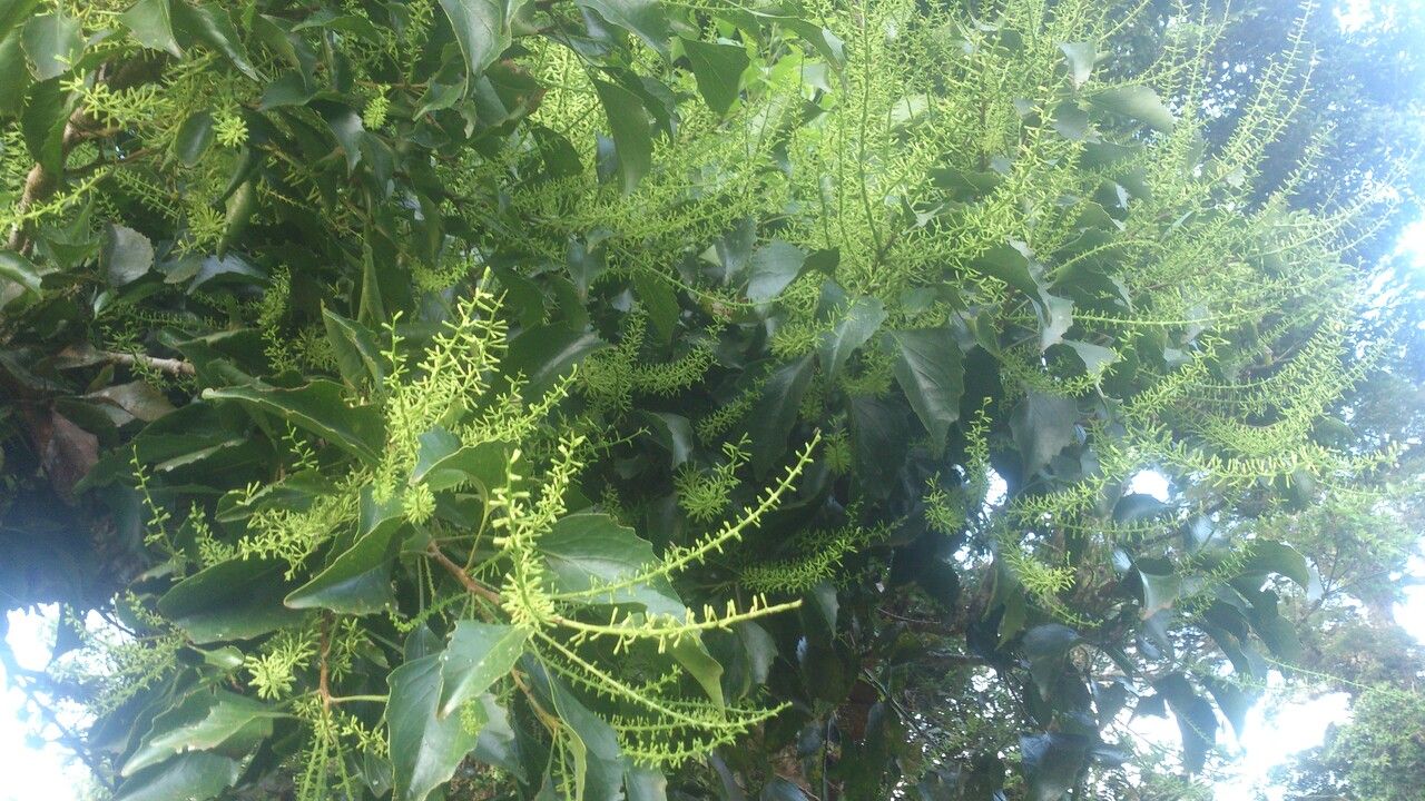 Roupala glaberrima — related species from the same genus