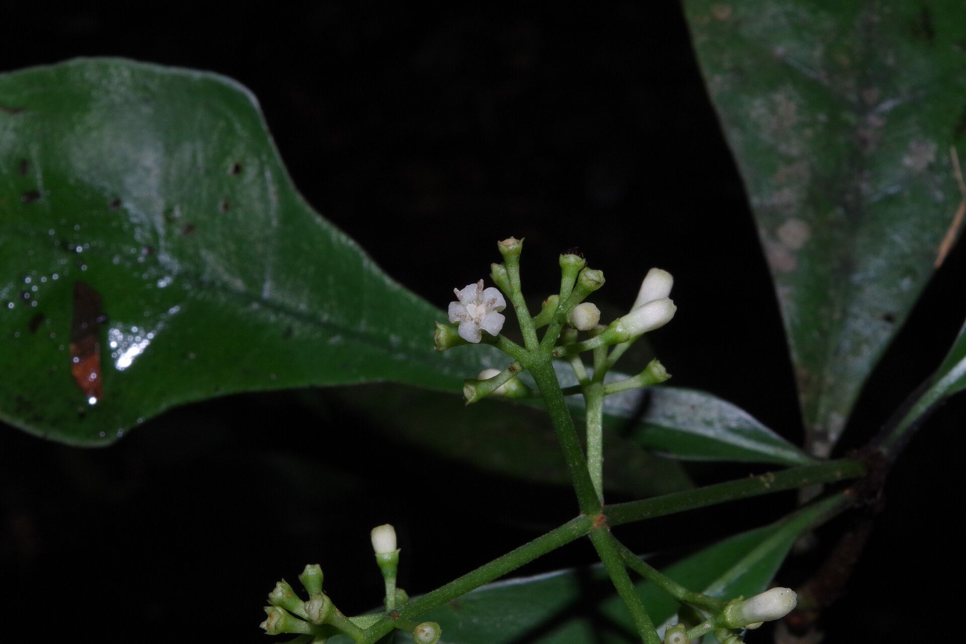 Psychotria cussetii flower