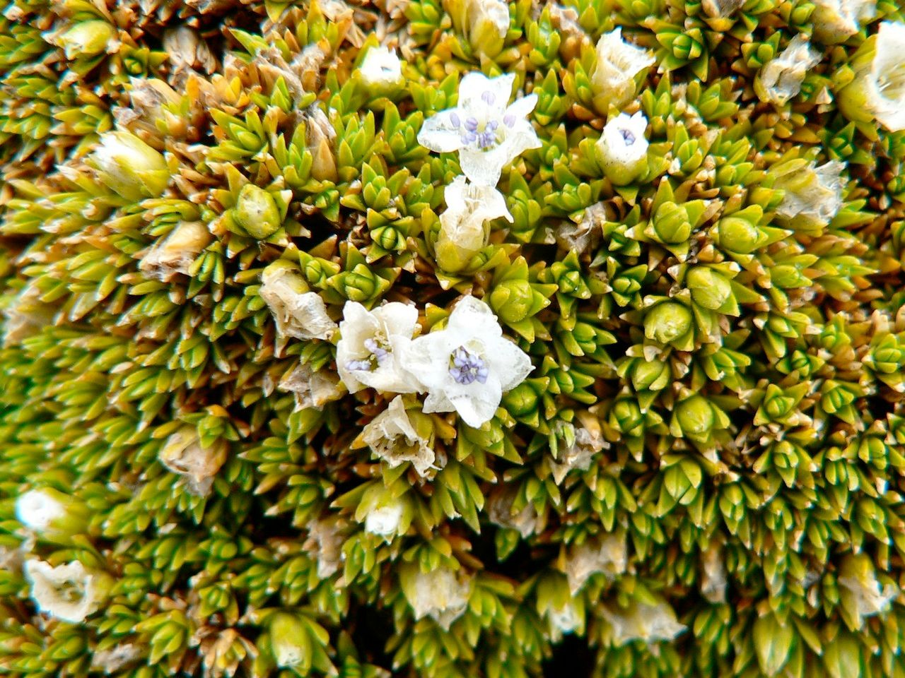 Arenaria dicranoides flower