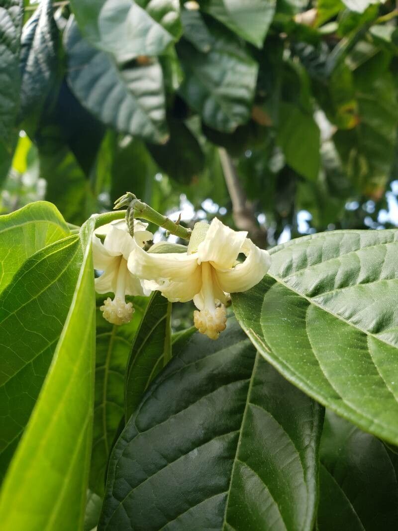 Quararibea funebris flower