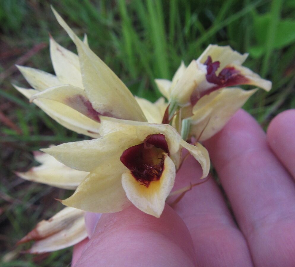 Eulophia welwitschii flower
