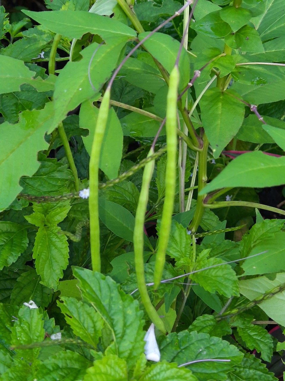 Cleome gynandra fruit