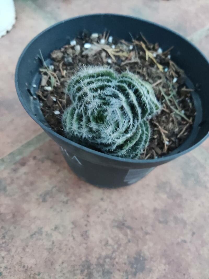 Crassula barbata — search result for 'Crassula'