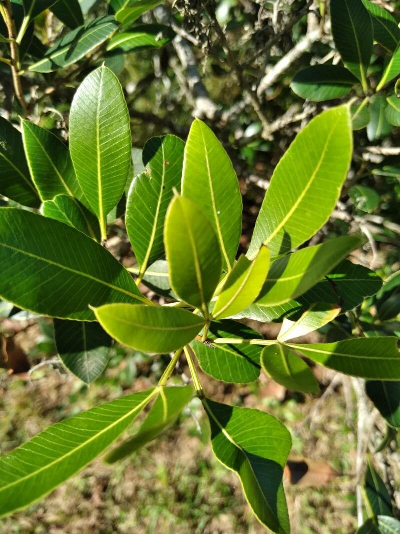 Lithraea brasiliensis leaf