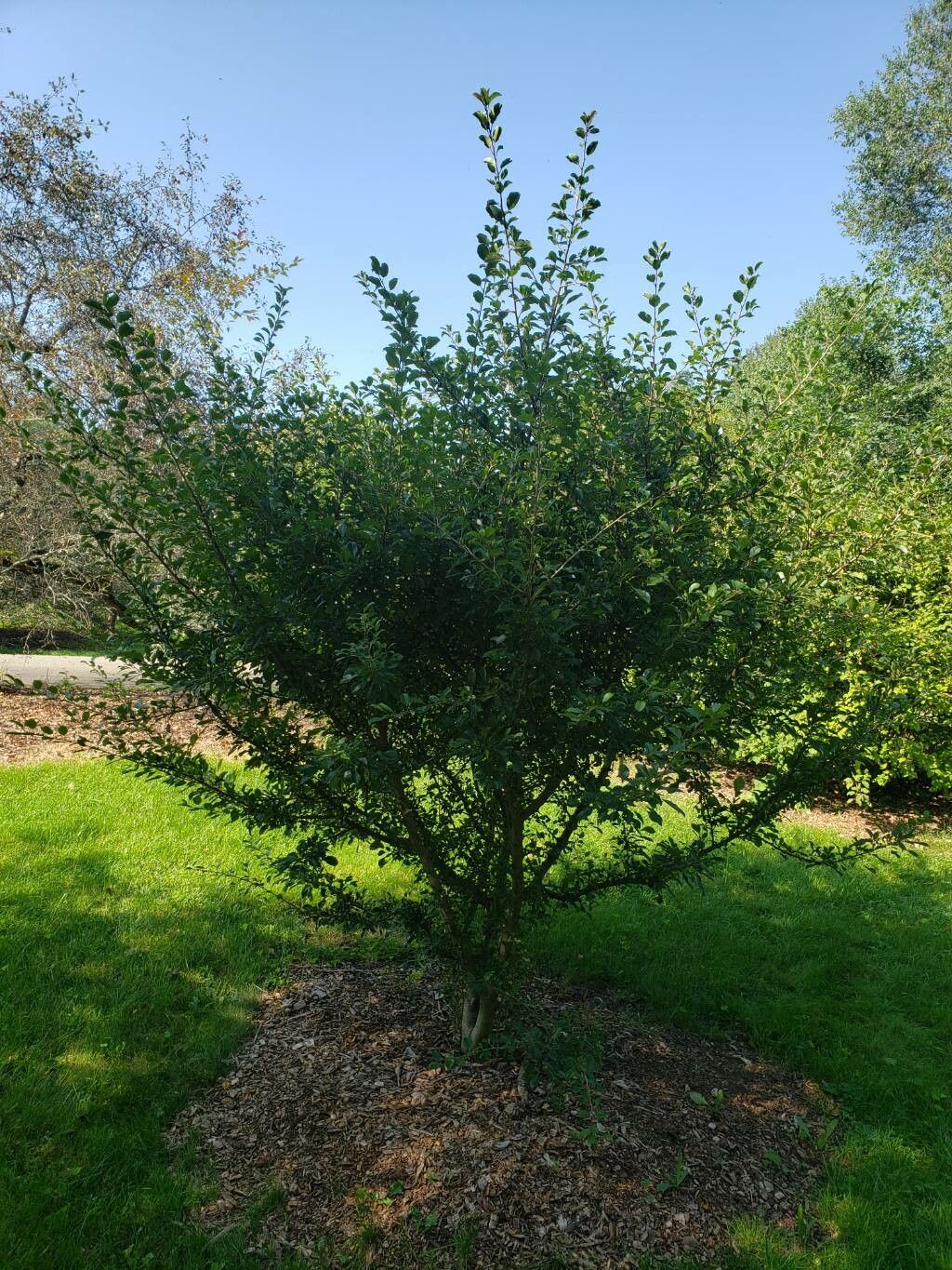 Malus spontanea habit