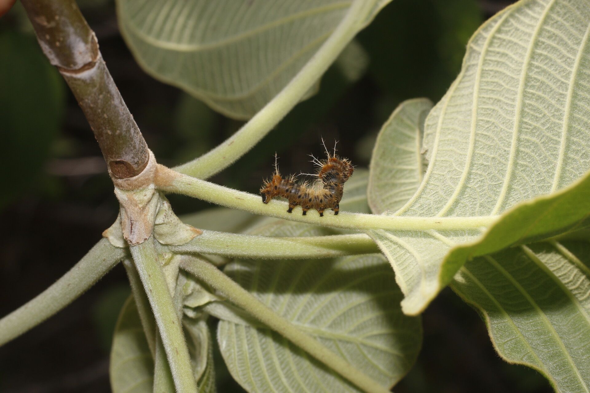 Guettarda combsii fruit