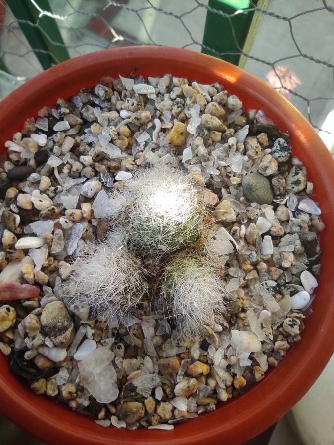 Mammillaria schwarzii — houseplant care guide