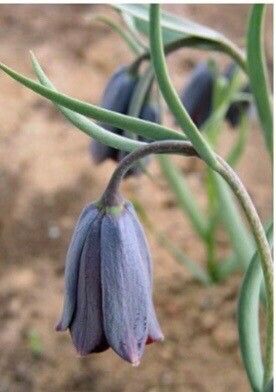 Fritillaria fleischeriana — search result for 'Fritillaria'