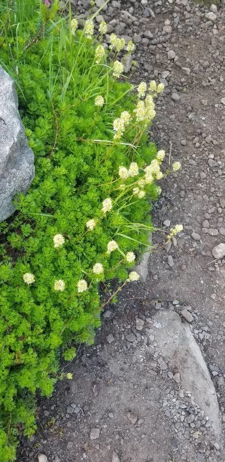 Luetkea pectinata flower