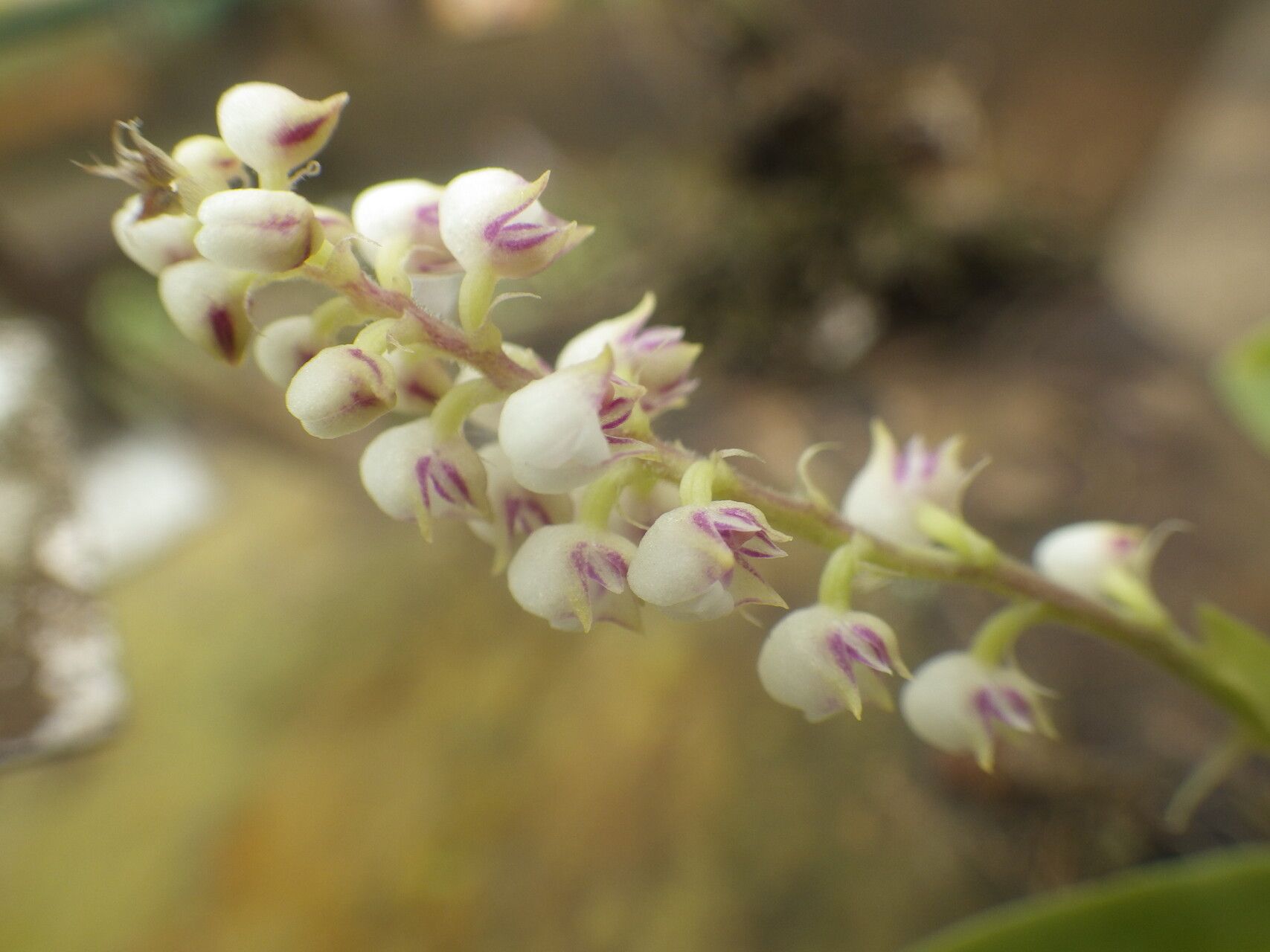 Polystachya montiquetiana flower
