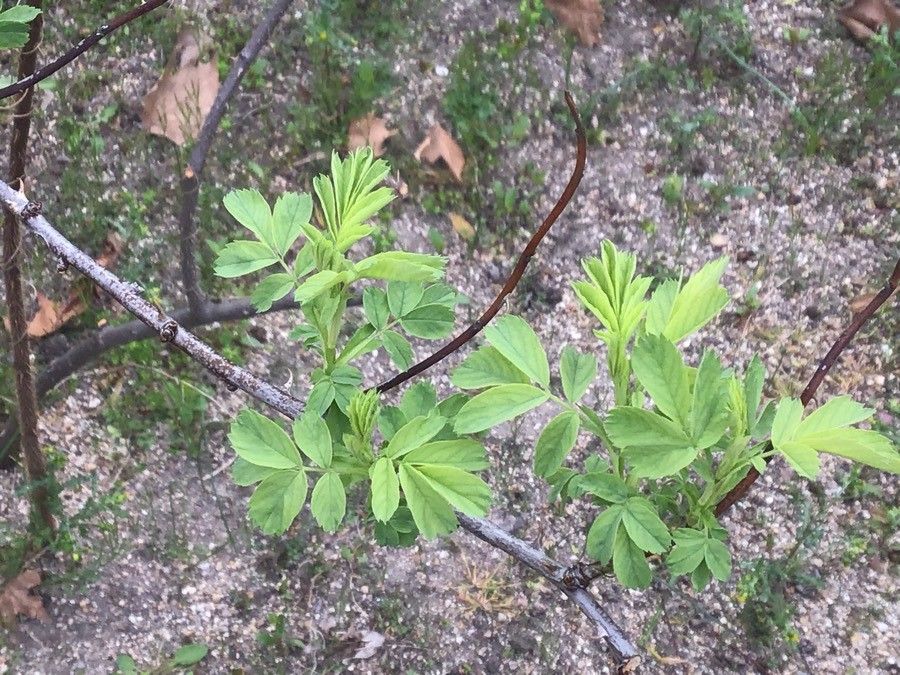 Rosa hemisphaerica leaf