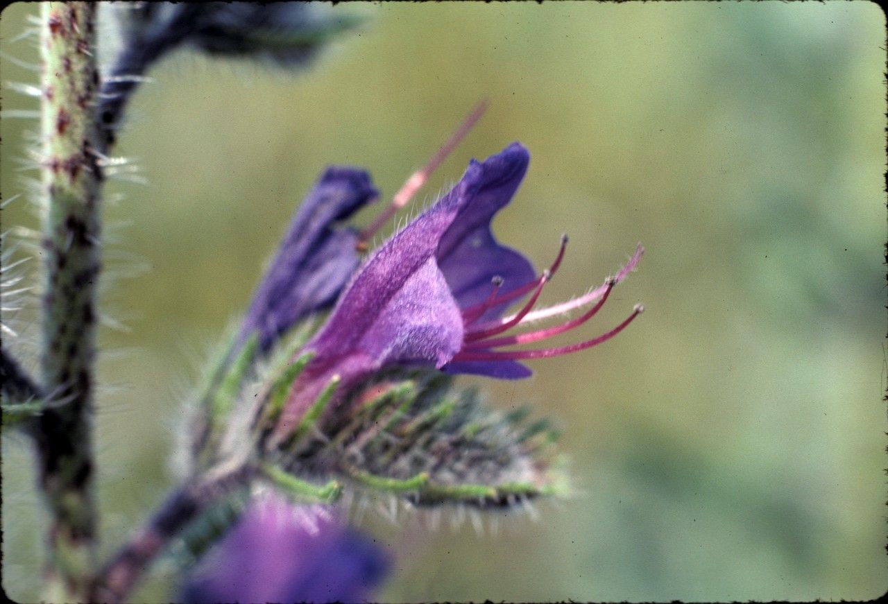Echium tuberculatum flower