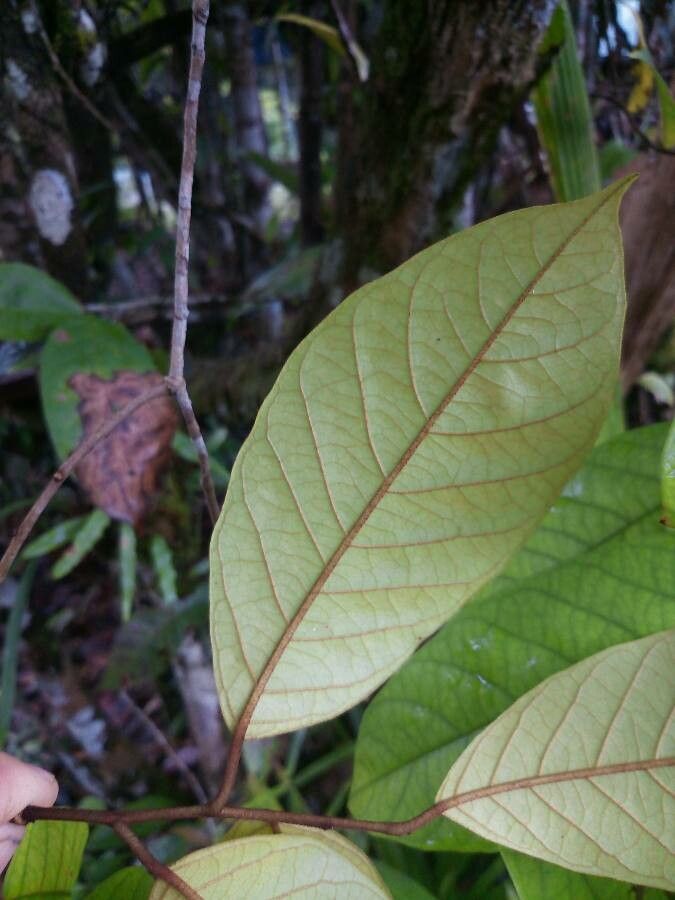 Annona haematantha leaf