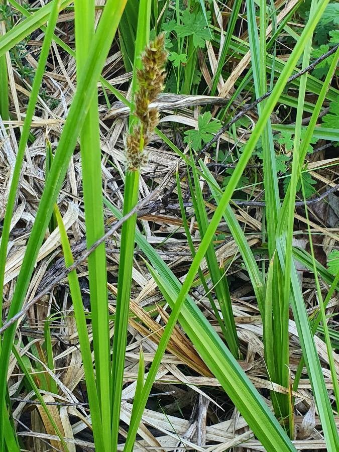 Carex lycurus — houseplant care guide