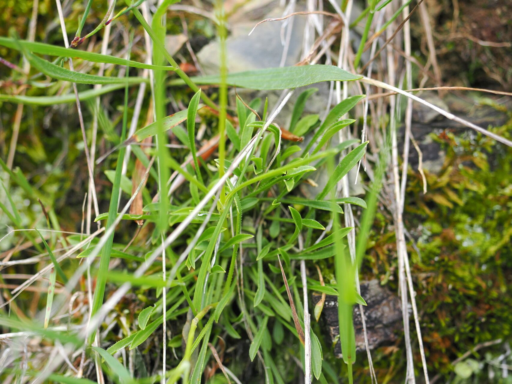 Silene saxatilis — houseplant care guide