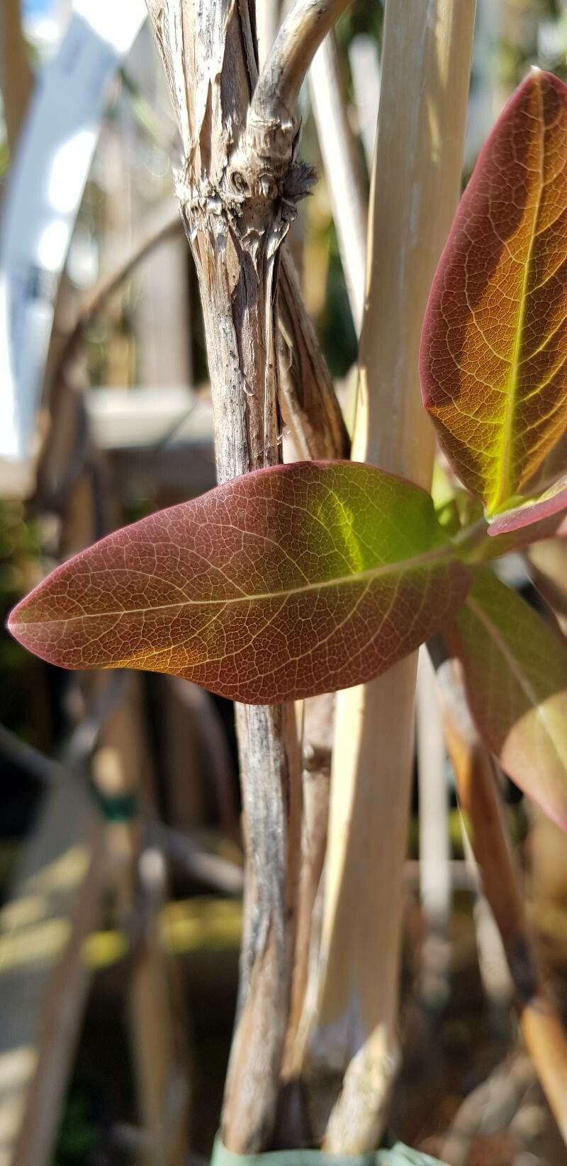 Lonicera × tellmanniana — search result for 'Lonicera'