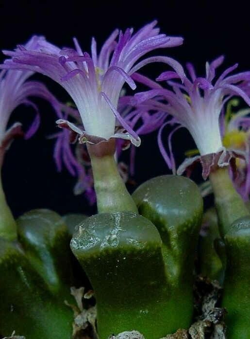 Conophytum longum habit