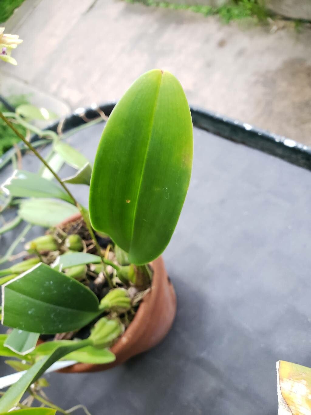 Bulbophyllum guttulatum — houseplant care guide