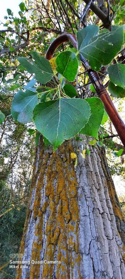 Populus trichocarpa bark
