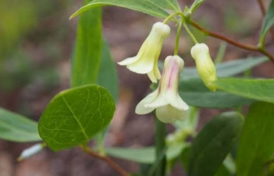 Billardiera versicolor — related species from the same genus