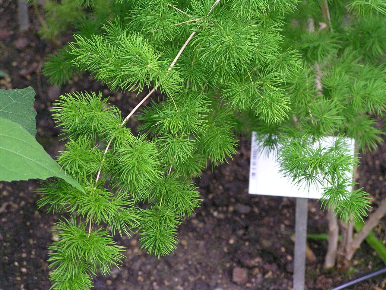 Asparagus macowanii — houseplant care guide