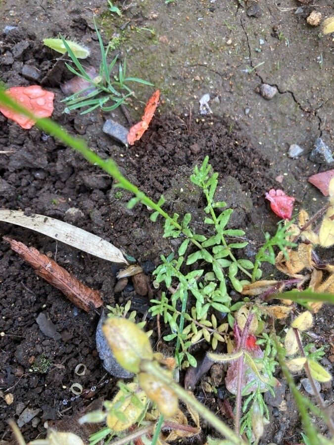 Nuttallanthus floridanus — search result for 'Plantaginaceae'