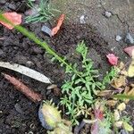 Nuttallanthus floridanus