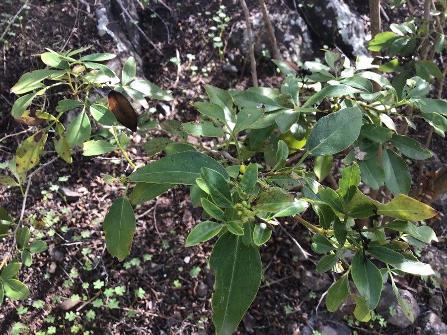 Chrysojasminum odoratissimum leaf