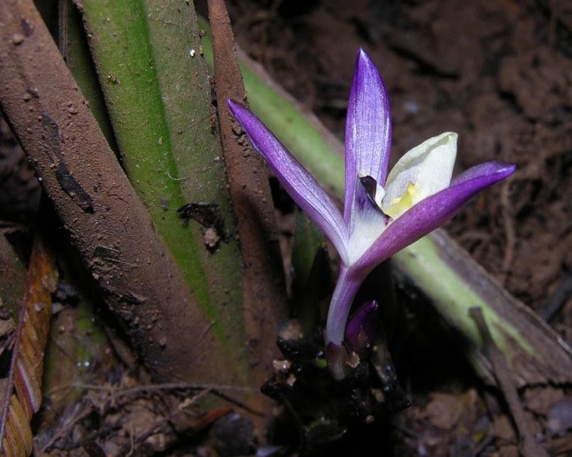 Goeppertia cleistantha bark