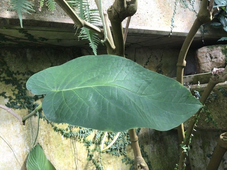 Piper obliquum — search result for 'Piper'