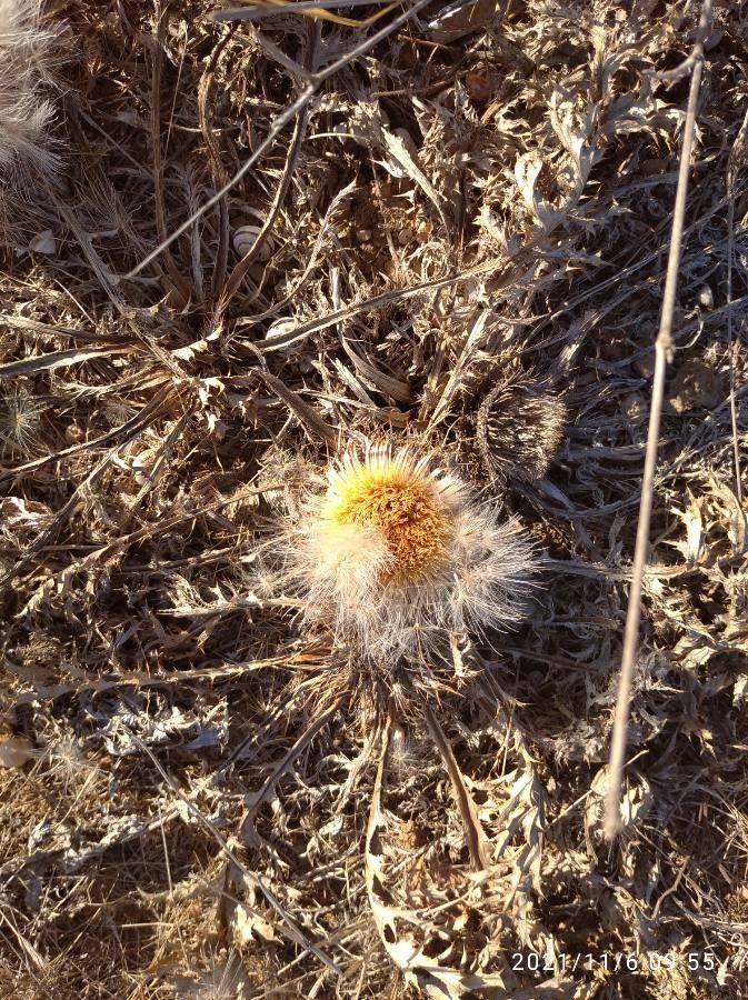 Carlina gummifera fruit