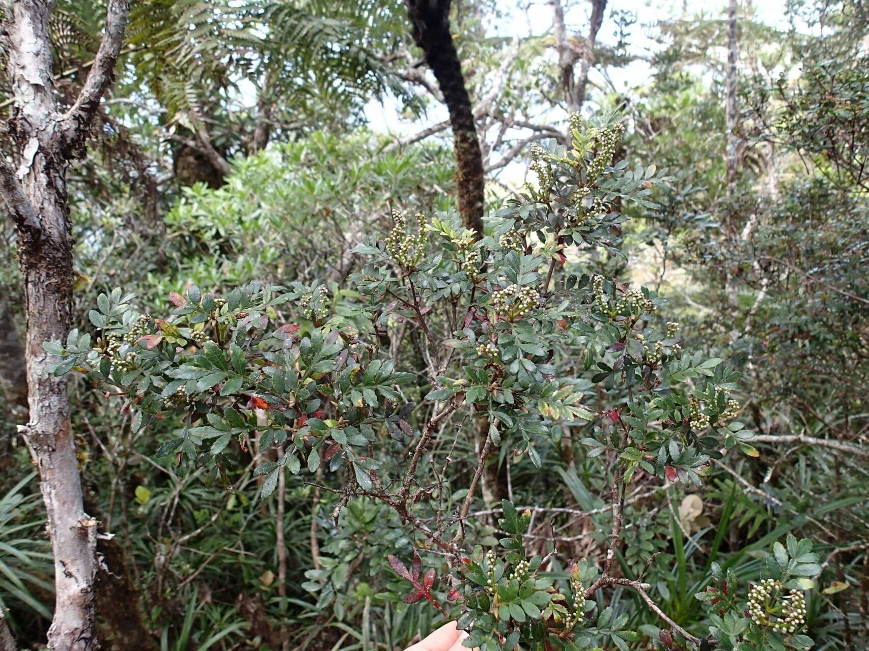 Cunonia varijuga habit