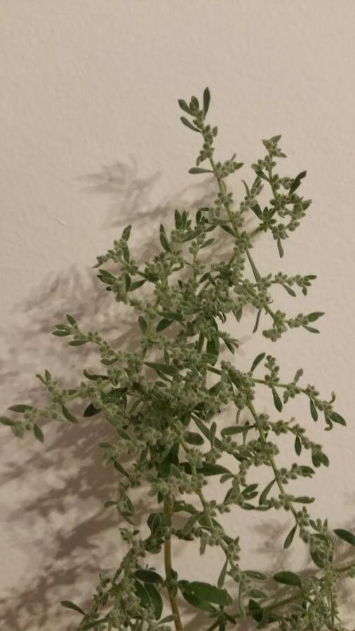 Herniaria incana leaf