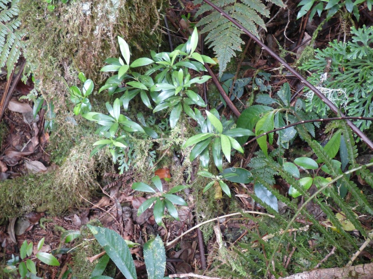 Psychotria borbonica habit