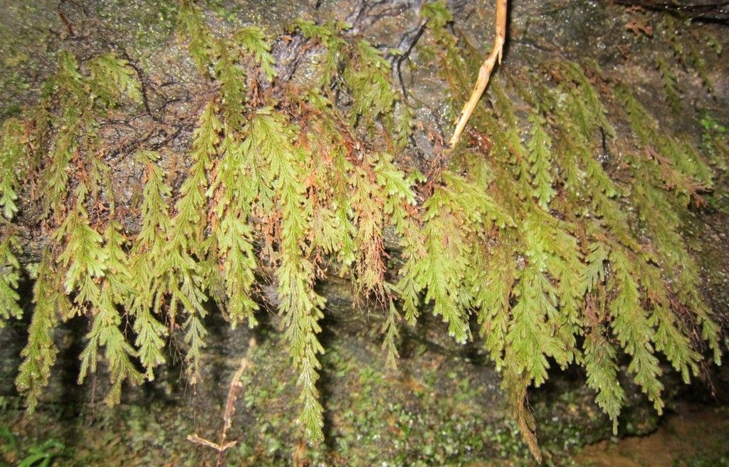 Hymenophyllum subobtusum habit