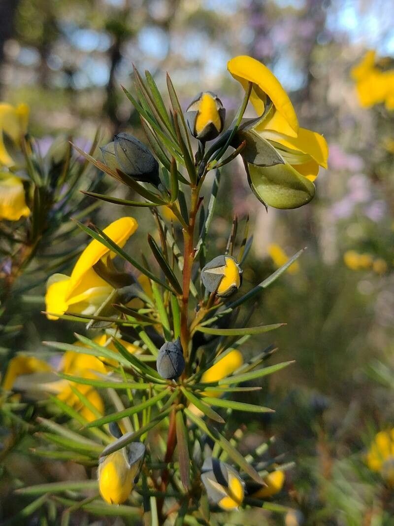 Gompholobium grandiflorum flower