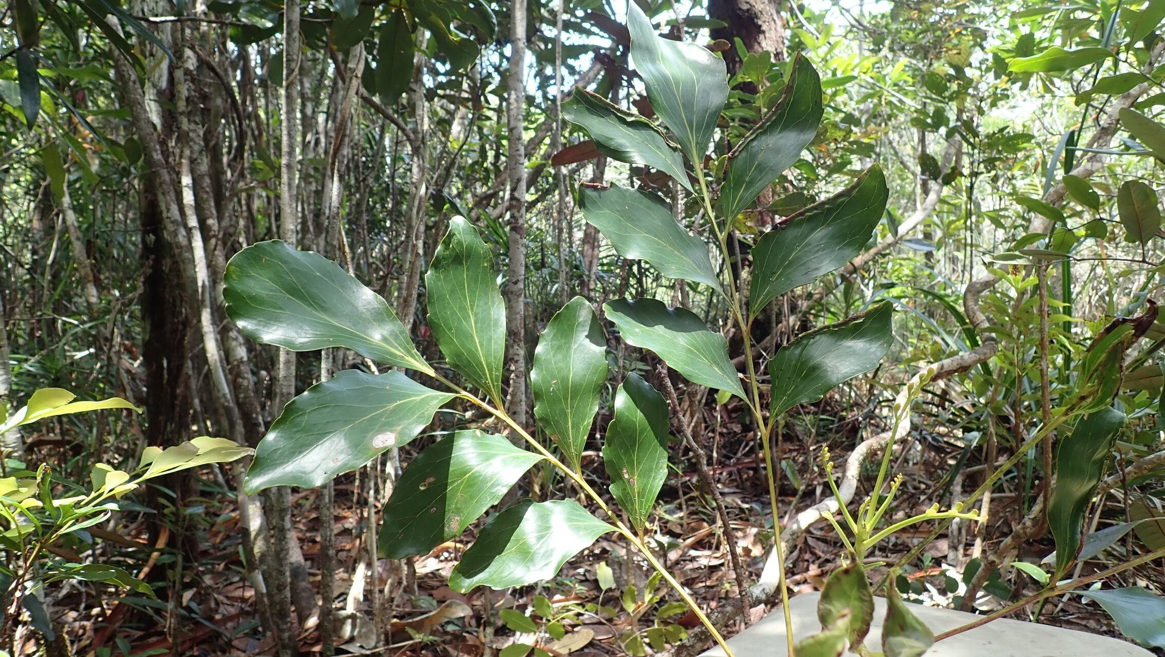Beauprea montana leaf