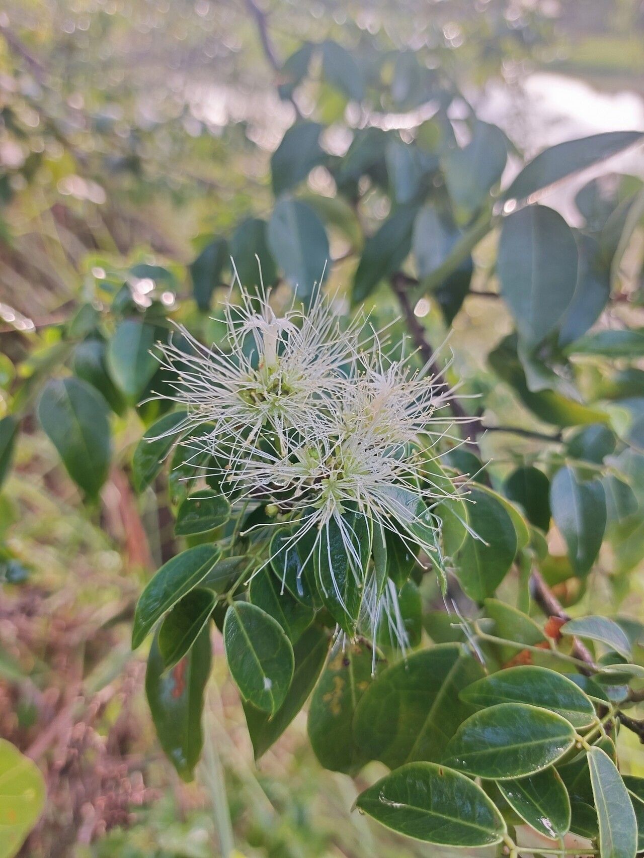 Jupunba cochleata flower