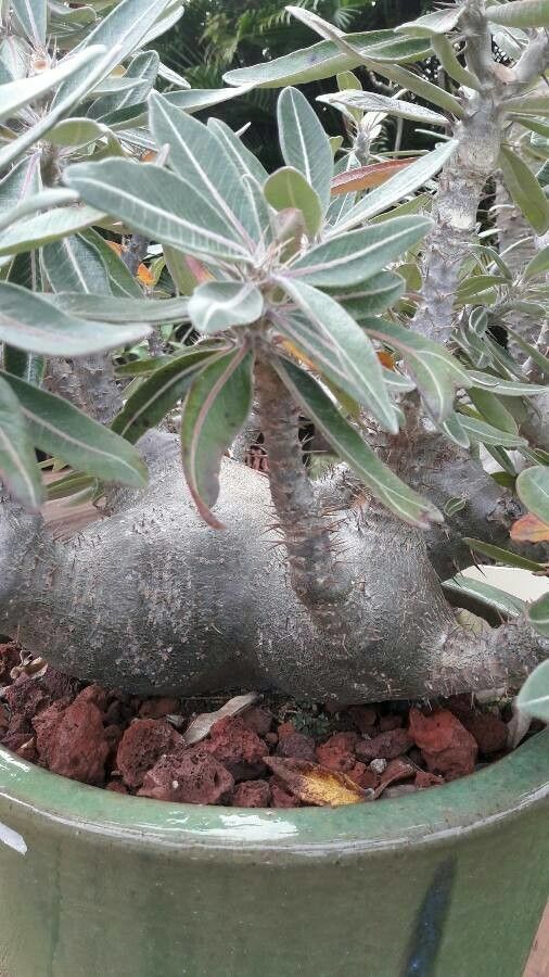 Pachypodium densiflorum bark